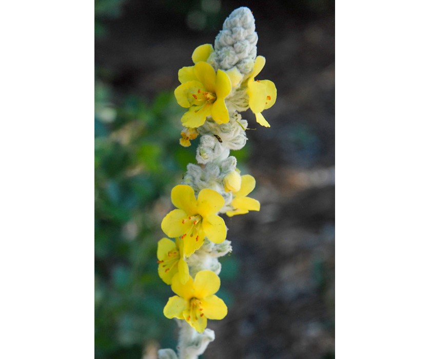 Arctic Summer Mullein